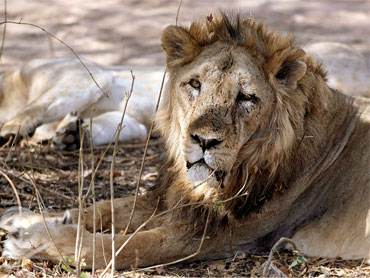 An Asiatic lion rests in Gir forest, about 355 km (221 miles) from the western Indian city of Ahmedabad.