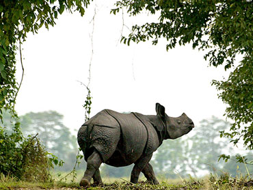 A one-horned Indian rhinoceros walks in Kaziranga National Park in the northeastern state of Assam.