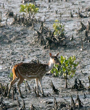A deer walks on the mangroves of the Sunderbans tiger reserve.