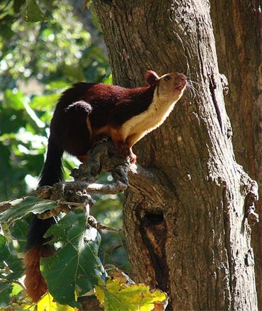 Malabar Giant Squirrel, also known as Indian Giant Squirel photographed in deciduous forests of Mudumalai Tiger Reserve.
