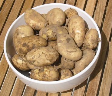 Potatoes contain large amounts of potassium