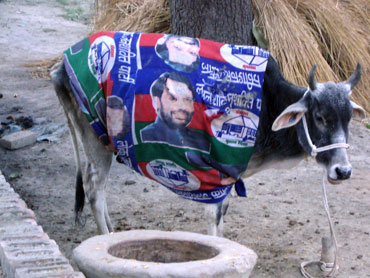A cow of political leanings!