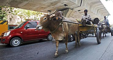 Bullock carts in the middle of metros