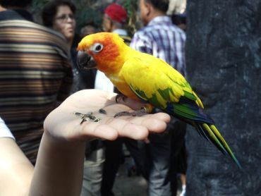 A bird in the hand...