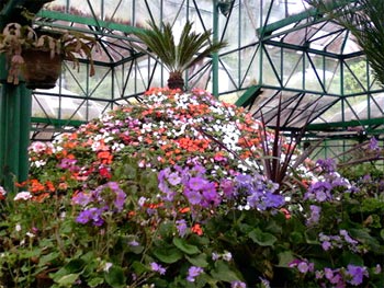 The flower show at the Botanical Gardens in Ooty is a major tourist attraction.