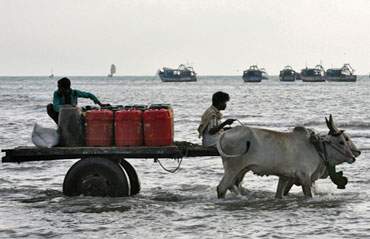 Fishermen carry diesel containers on a bullock cart to load them onto their fishing boats