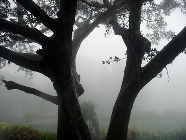 A tree in the mist