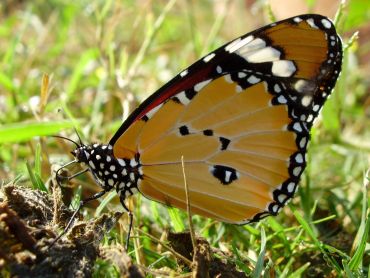 Unusual summer pics: Butterfly beauty