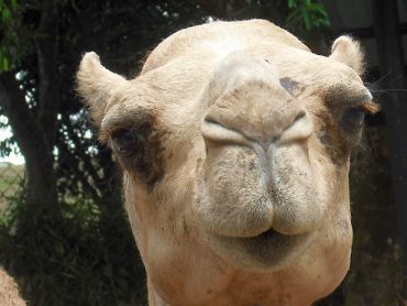 Curious camel
