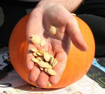 Zinc intake can be ensured by consuming pumpkin seeds
