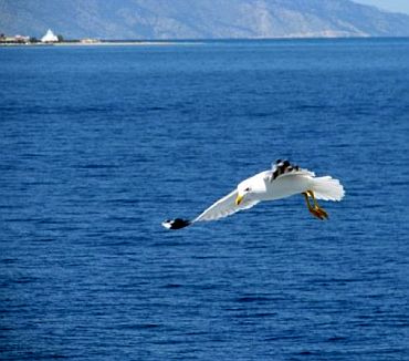 Unusual summer pics: The soaring gull