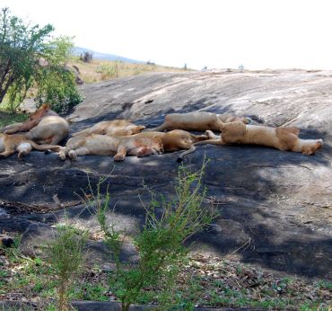 Lazing lions