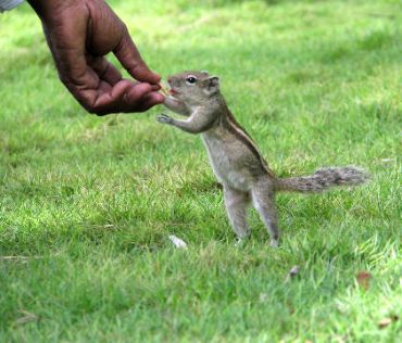 Unusual summer pics: The friendly squirrel!