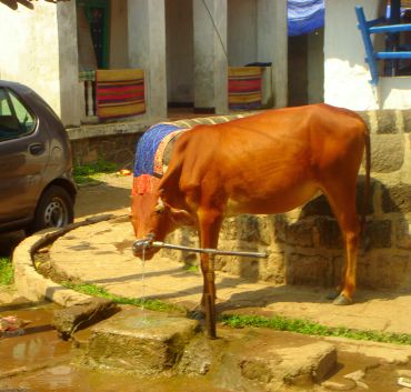 Unusual summer pics: 'Moo'ching a drink!