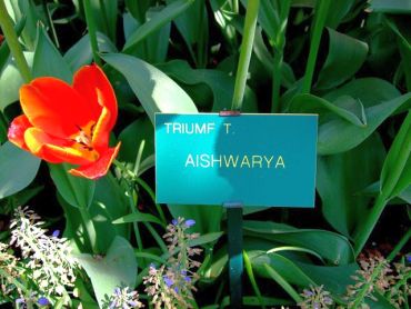 Aishwarya: The flower!