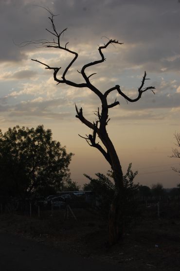 The parched tree
