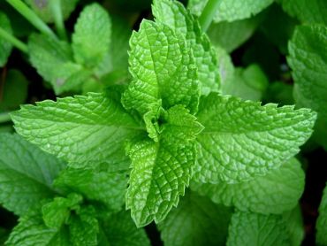 Chewing on mint leaves is beneficial for any stomach problem