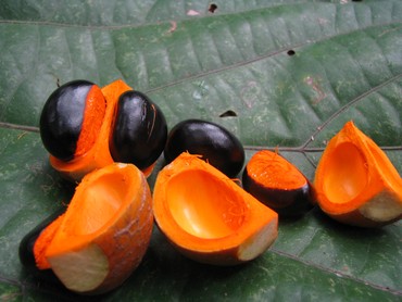 Fruits of the tropical tree Dysoxylum binectariferum