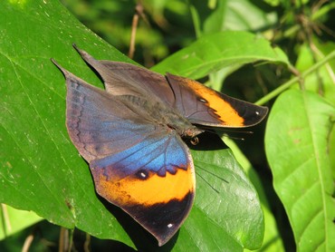 The beautiful orange oak leaf butterfly