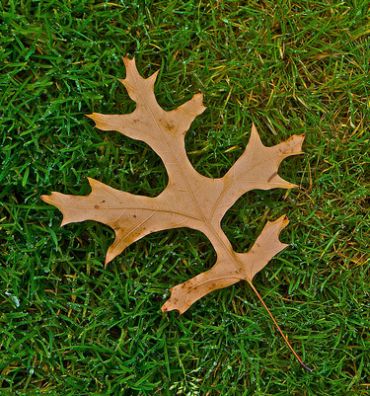 Dry leaf on wet ground