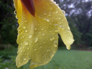 Dotted droplets on yellow