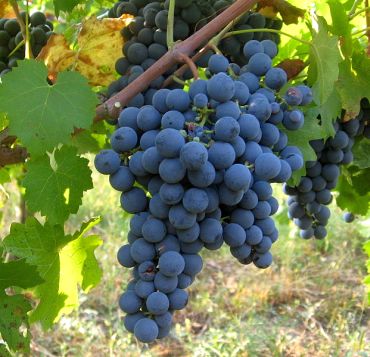 Flavonoids in grapes prevent the oxidation of LDL cholesterol