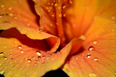 Orange blossoms and raindrops