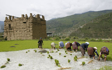 Farmers work in a paddy field at the Bhutanese district of Paro valley.