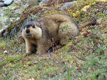 Himalayan Marmot at Tshophu Lake altitude 4100 metres.