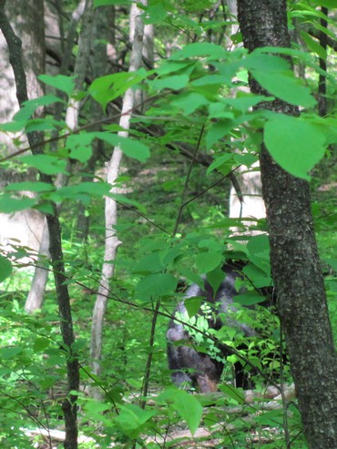 Sensing human presence, the bear moved away from the trail with her young one