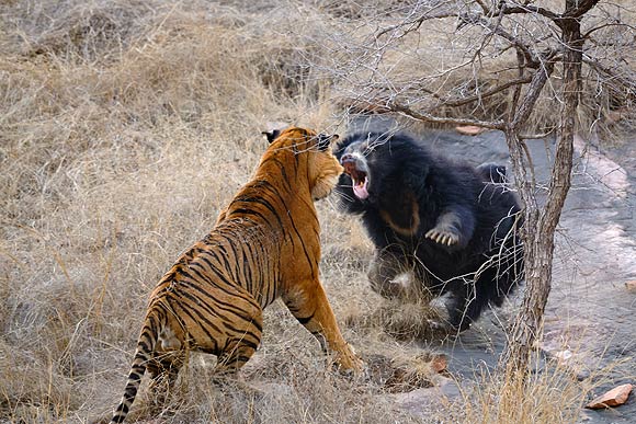 MUST SEE: Amazing award-winning wildlife photos - Rediff Getahead