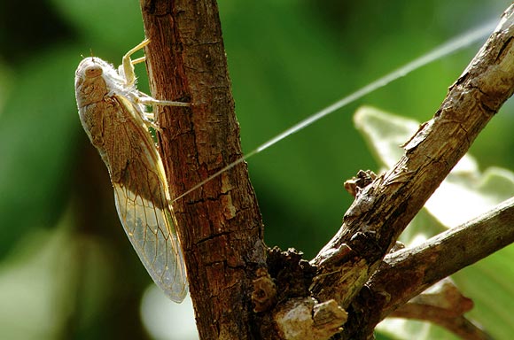Cicada Rain