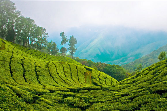 Munnar is home to some of the highest tea plantations in India. It lies on the state border between Kerala and Tamil Nadu and commands a panoramic view of rolling green hills