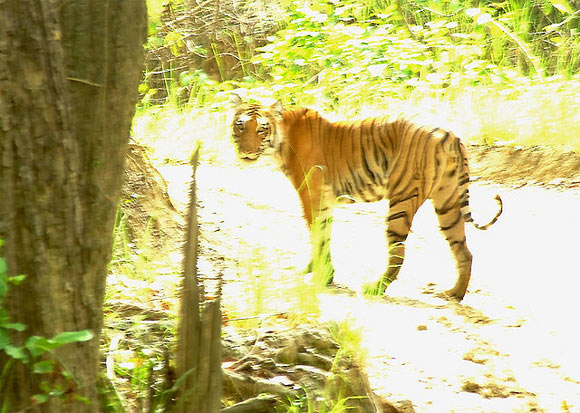 The Corbett National Park is a reserved forest in the state of Uttarkhand, India., Holding in abundance a mindboggling variety of deer, antelopes, reptiles, birds, tigers. Named after the great hunter and naturalist Jim Corbett
