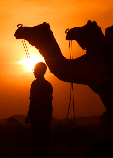 A Rajasthani nomad waits for customers to buy his camels at sunset in Pushkar during the annual cattle fair