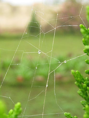 Watery web