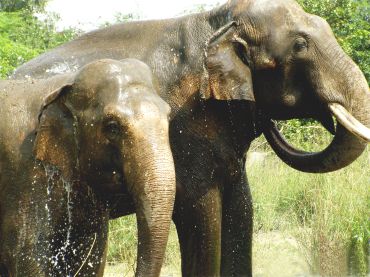 Elephant bath!