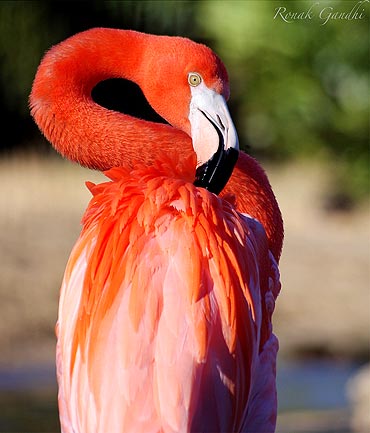 A flamingo showing off its feathers at National Zoo, Washington DC