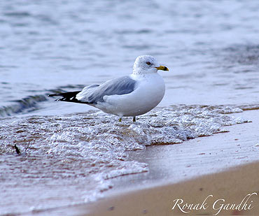 A seagull feeling the sand slipping at Sand Point state park, Maryland, USA