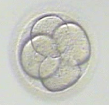 A microscopic photograph of a four-celled embryo