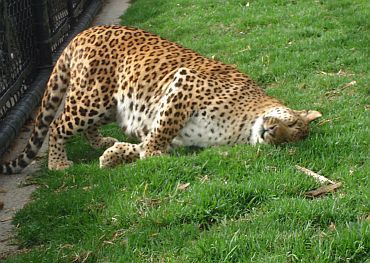 The lazing leopard!