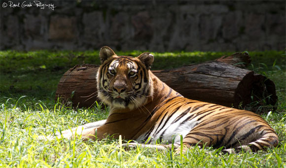 A tiger at Mysore zoo