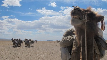 ' I could never be friends with the camels again'