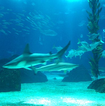 Sharks at Lisbon Oceanarium