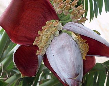 The banana bud is one of the primary ingredients of Narikel Mocha