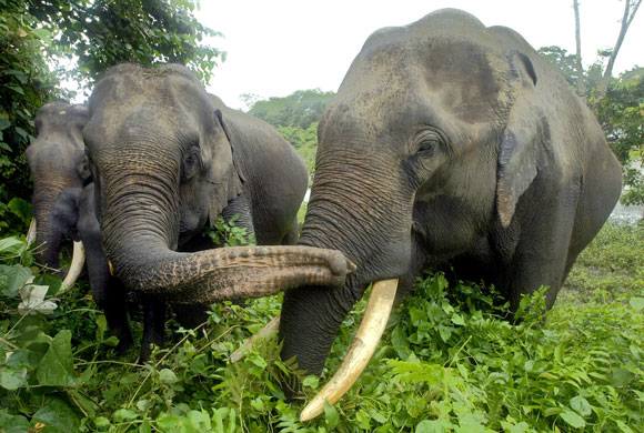 A group of elephants stroll in Kaziranga National Park in the northeastern state of Assam
