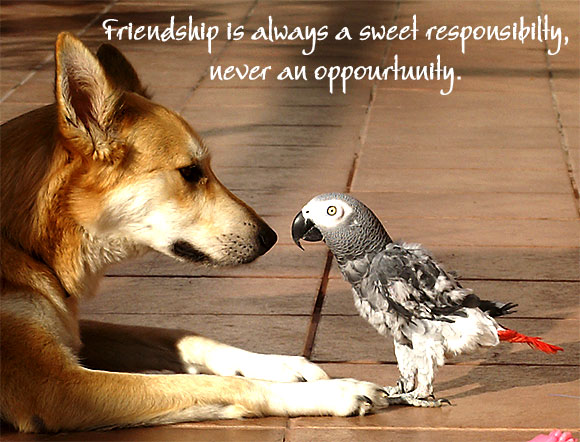 Top 8 favourite friendship quotes -- Share yours too!