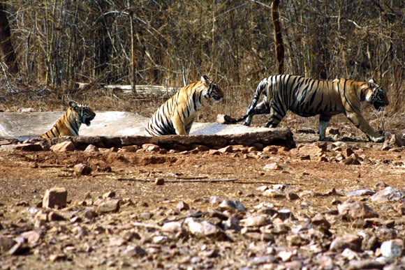 Project Tiger governs 42 tiger reserves in the country