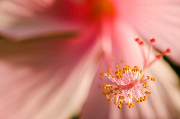 Reactions to pollen can bring on anaphylaxis