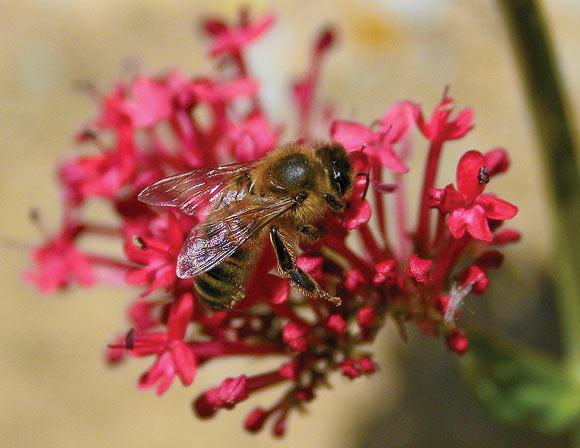 Insect stings can bring on an allergic reaction